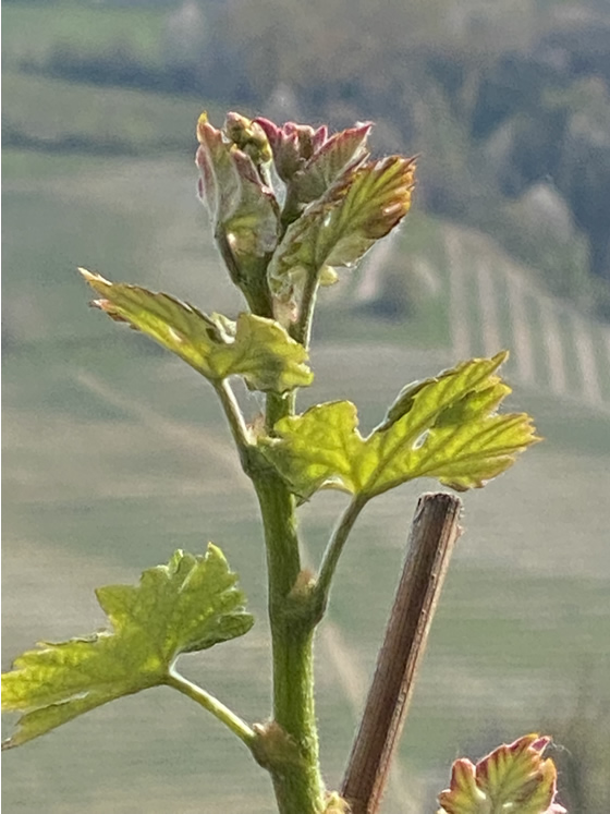 Trieb Nebbiolo